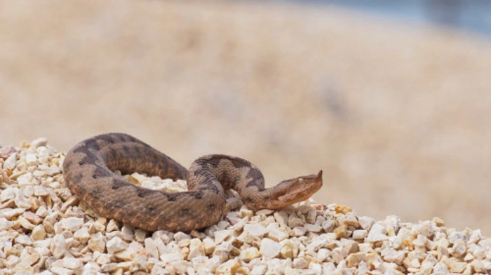 In Kärnten leben einige Tiere, die es faustdick hinter den Ohren - oder besser gesagt in den Giftzähnen - haben. Erst im Vorjahr machte ein sechsjähriges Kind am Forstsee unliebsame Bekanntschaft mit einer Hornviper. Für ein Kind bedeutet ein Biss dieser Schlange sogar Lebensgefahr. Wird man gebissen, sollte man sofort den Notruf wählen.