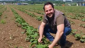 Während der Eisheiligen war es für die Kürbispflanzen von Landwirt Martin Huss aus Gabersdorf „knapper als knapp“