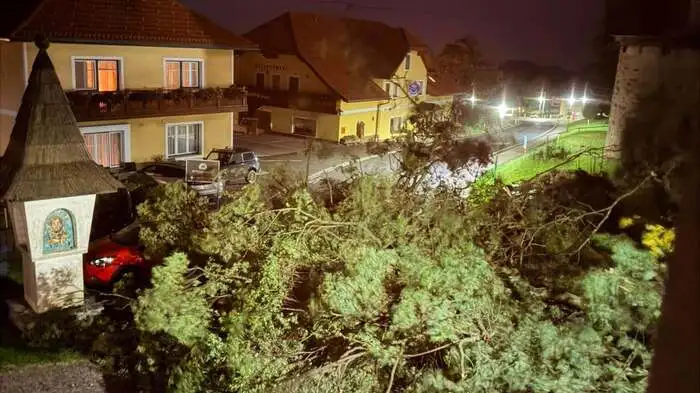Die umgestürzte Linde