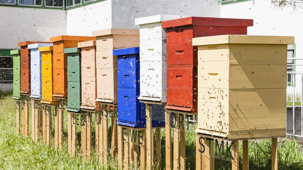 Vor dem Grazer ORF-Landesstudio wohnen zwölf Bienenvölker 