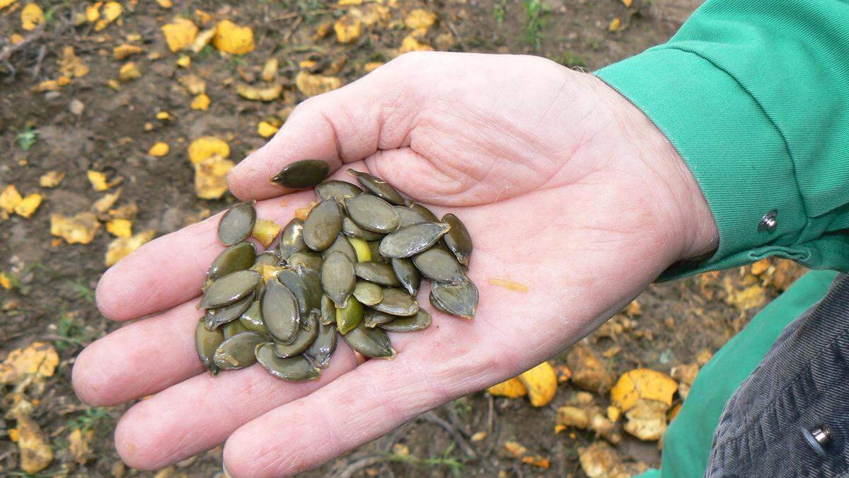 Gesunde Kerne des Ölkürbis sind die Basis für das grüne Gold der Steiermark