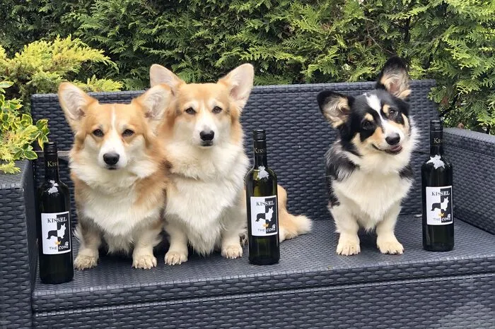 Auch in Österreich werden Corgis gezüchtet, zehn Züchter haben einen Zwinger angemeldet, sagt Edith Soltesz vom Österreichischer Club für Britische Hütehunde. Sie ist  Rassebetreuerin für Corgis.