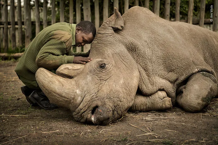 Viel Empathie generierte unter den 55.486 Abstimmenden auch dieses Foto von Ami Vitale: "The last Goodbye" zeigt jenen zutiefst berührenden Moment, in dem Tierpfleger Joseph Wachira vom letzten weißen und männlichen im "Ol Pejeta"-Wildtier-Reservat im nördlichen Kenia. Wenige Momente später verstarb "Sudan".