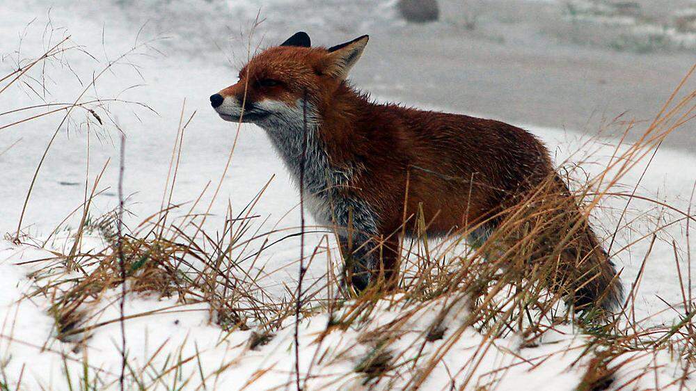 Fuchsräude: Bereits 60 tote Tiere
