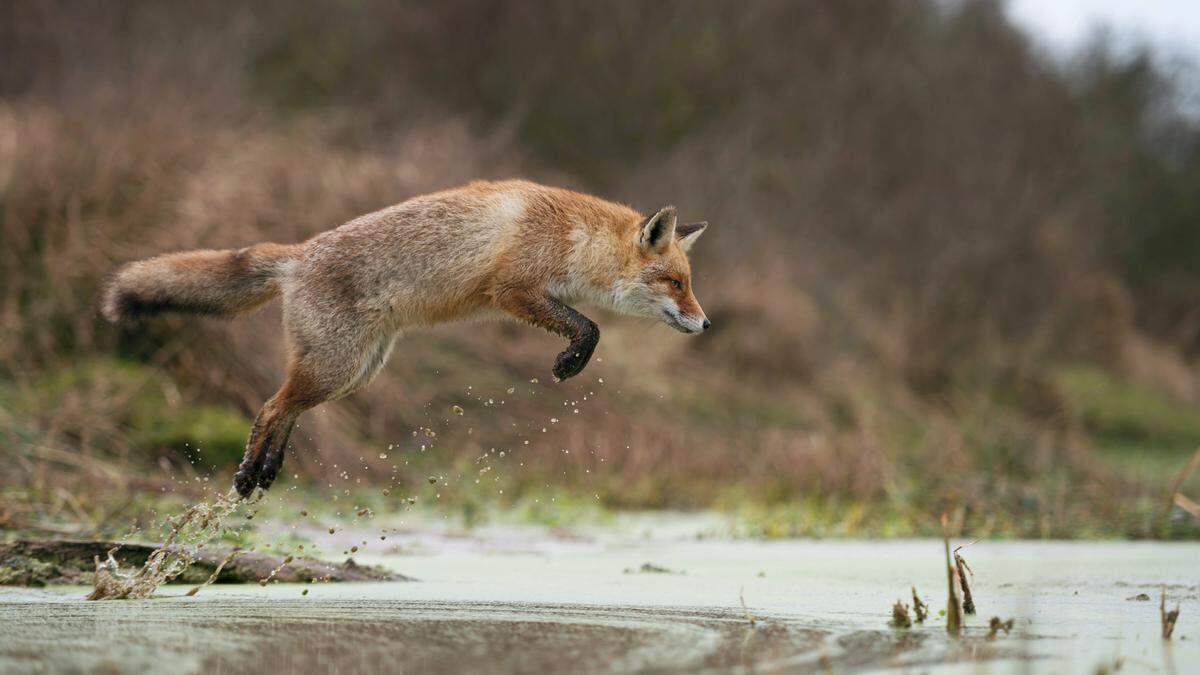 An einem schottischen Strand sorgte ein gieriger Fuchs für eine kuriose Szene