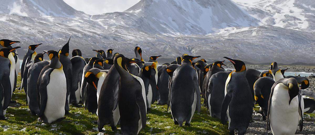 Brutgebiete der Pinguine wären in Gefahr