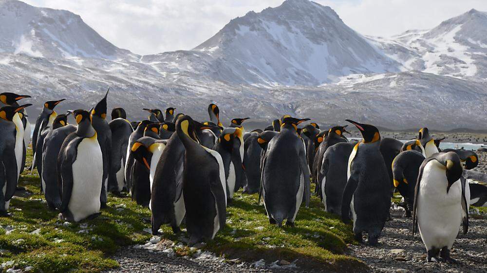 Brutgebiete der Pinguine wären in Gefahr