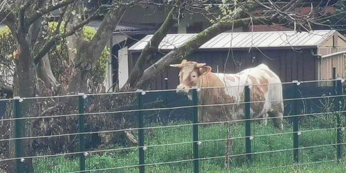 Kuh auf der Flucht: Das zweijährige Rind lief ins Stadtgebiet von Deutschlandsberg 