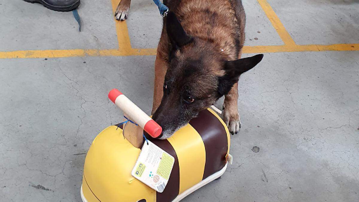 Spürhund Kliff bewies den richtigen Riecher