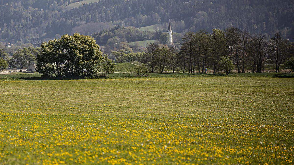 Die Felder präsentieren sich teilweise bereits in Blumenpracht