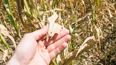 Österreichs Landwirtschaft gehört zu den Leidtragenden der Klimaveränderung