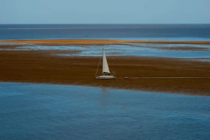 Ihre Reise treten die Braunalgen im tropischen Atlantik südlich des Amazonasbeckens an. Meeresströmungen treiben sie übers offene Meer an die Küsten der Karibik.