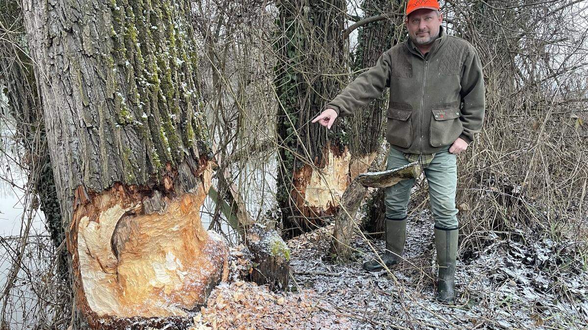 Aufsichtsjäger Christian Hopf vor einigen der angenagten und umsturzgefährdeten Bäume 