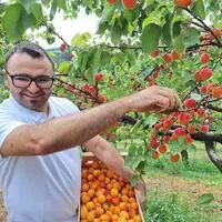 Mitten in der Ernte von Marillen und Pfirsichen steckt Andreas Käfer vom Naturbauernhof in Hinteregg bei Pöllau 