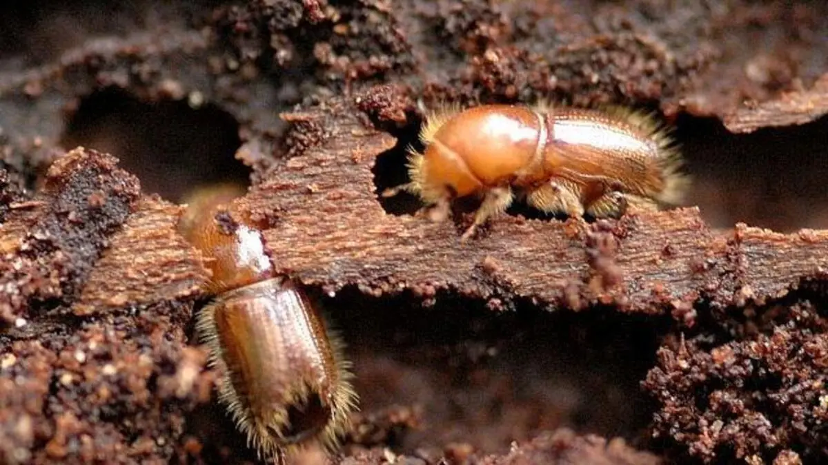 Dem Borkenkäfer widmet man sich am Freitag in Pruggern