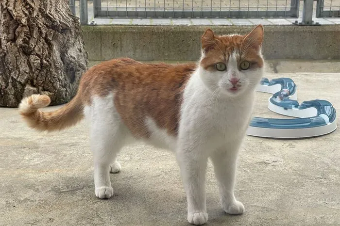 Bei der Raststation in Feistritz/Drau ist ein rot-weißer Kater (am Foto) zugelaufen. Er wurde ins Villacher Tierheim gebracht. Kontakt: Kärntner Tierschutzverein Villach, Pogöriacherstraße 102 in Villach, Telefon: (04242) 54 1 25, www.tierschutzvereinvillach.at