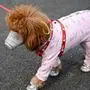 A dog wears a mask over its mouth on a street in Beijing on February 13, 2020. - The number of deaths and new cases from China's COVID-19 coronavirus outbreak spiked dramatically on February 13 after authorities changed the way they count infections in a move that will likely fuel speculation that the severity of the outbreak has been under-reported. (Photo by STR / AFP)