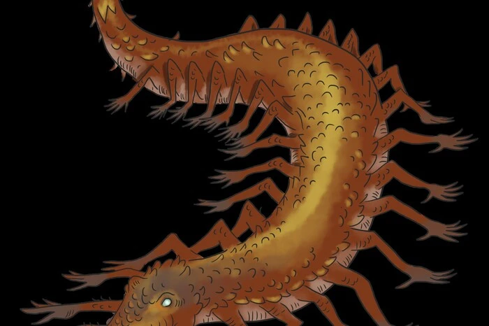Die Illustrationen stammen von Verena Schellander, hier der "Tatzelwurm"