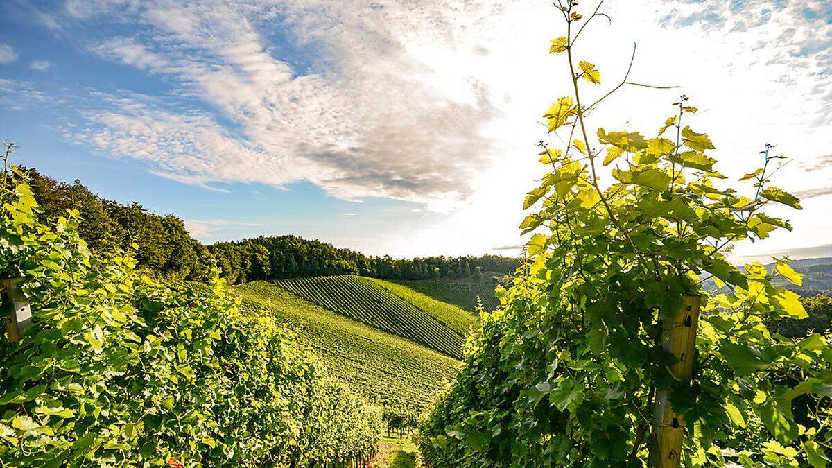 Gute Nachrichten von den deutschen Winzern