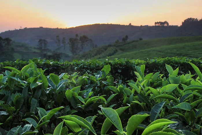Cuppa Cha. Igara ist ein Zusammenschluss von Farmern, welcher deren Existenz nachhaltig sichern soll. Aufgrund der Höhenlage der Teeplantagen auf über 1600 Metern soll der Tee hier von besonders guter Qualität sein.