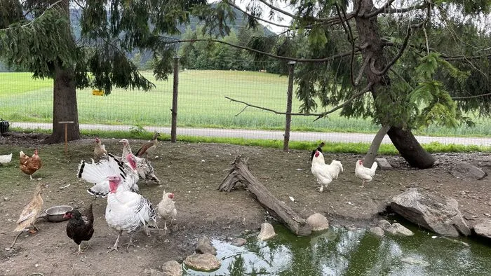 Mehr als 150 Tiere leben aktuell am Hof in Scheifling