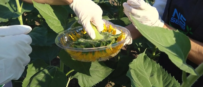 DNA-Analyse eines Sonnenblumenkopfs: Die Lösung „wäscht“ Spuren von Erbgut heraus. Binnen fünf Minuten zeigt sich, welche Tiere die Blüten besucht haben | DNA-Analyse eines Sonnenblumenkopfs: Die Lösung „wäscht“ Spuren von Erbgut heraus. Binnen fünf Minuten zeigt sich, welche Tiere die Blüten besucht haben