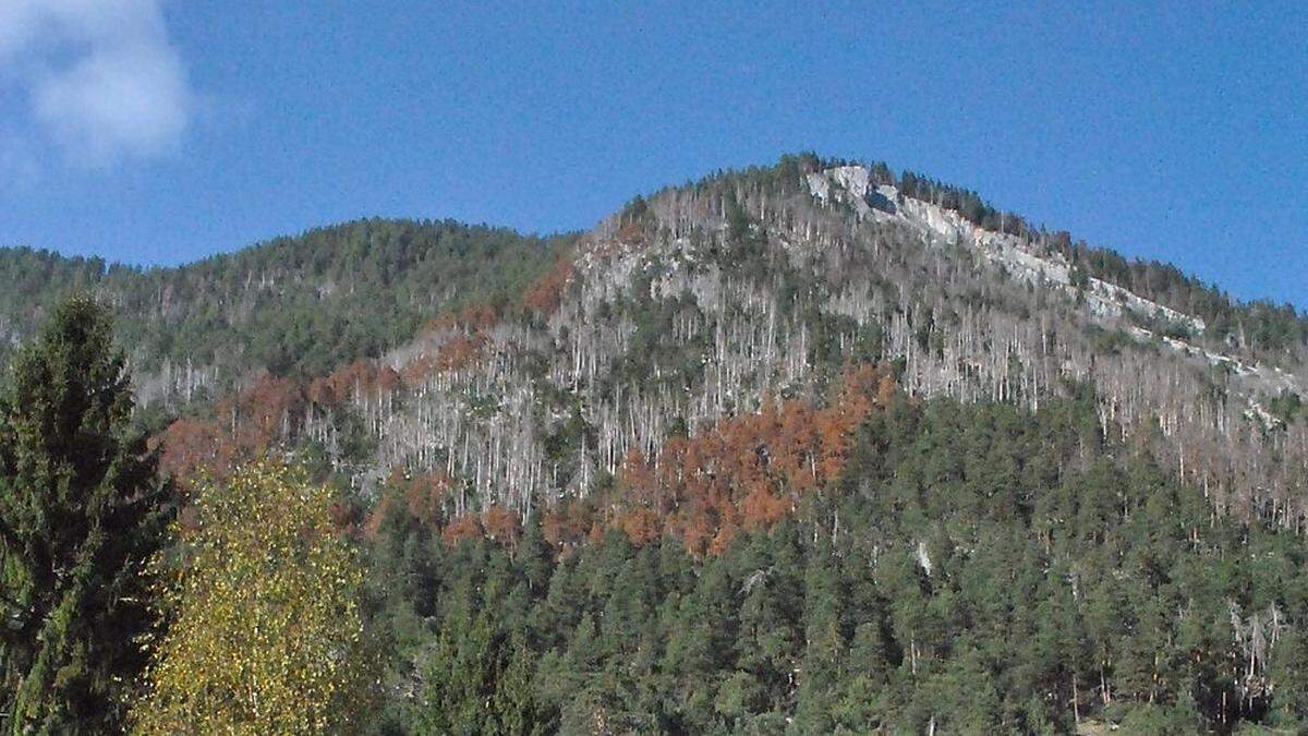 Durch den Borkenkäferbefall verfärbte sich der Wald auf dem Erzberg rot-braun 