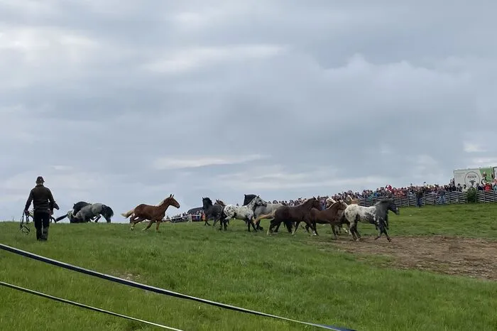 Auf der Weide musste sich erst ausgemacht werden, welcher Hengst diesen Sommer wieder das Sagen auf der Alm hat.