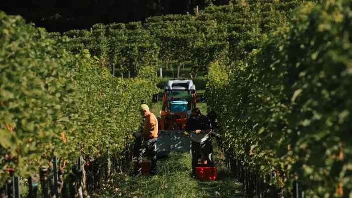 In einem Weingarten steht ein Traktor und zwei Personen sind mit der Weinlese beschäftigt.