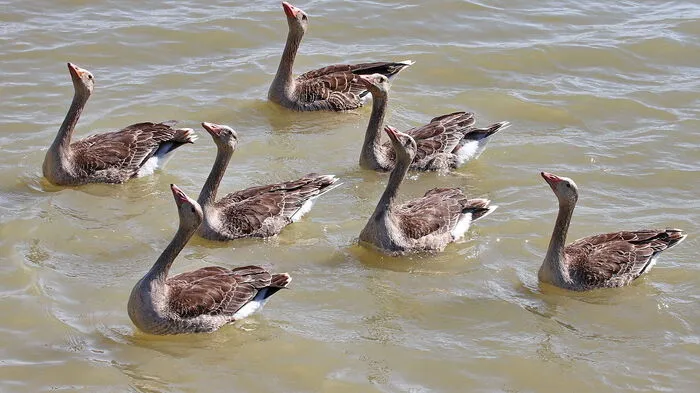 Ein paar Brotstücke, richtig zugeworfen, reichten für die Choreografie dieses einmaligen Wasserballets in Rust am See, wie unser Leserreporter Josef Polansky aus Krieglach festgestellt hat. Aber leider sind die Graugänse nicht fürs Synchronschwimmen bei Olympia startberechtigt.