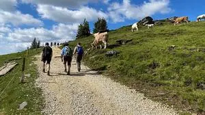 Kühe reagieren nach Wolfssichtungen noch sensibler auf Wanderer oder Hunde