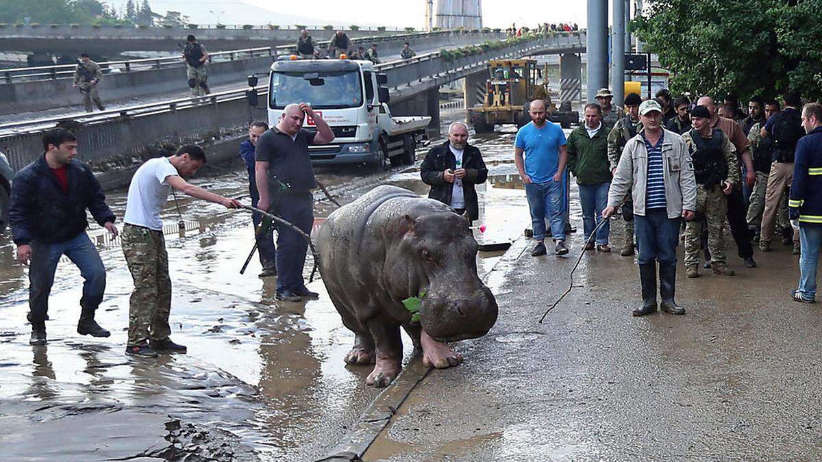 Tiere sind aus dem Zoo ausgebüxt