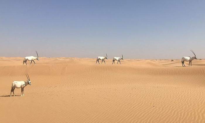 Arabische Oryx-Antilopen sind perfekt an das Leben in der Wüste angepasst