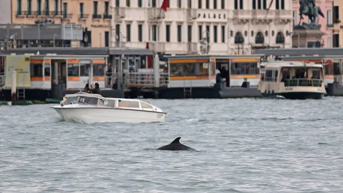 Ob es sich beim jüngst gesichteten Tier um Delfin Mimmo (Foto) handelt, ist noch nicht bekannt