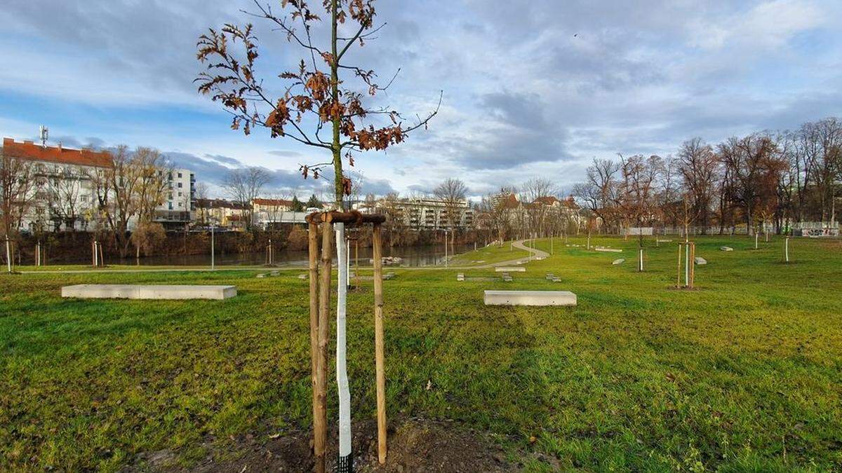 49 Parkbäume wurden in der Augartenbucht gepflanzt	 