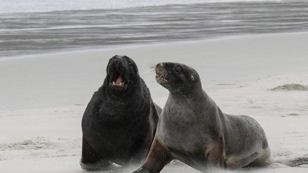 Seelöwen, an Land plump, begeistern durch ihre Fähigkeiten im Wasser 