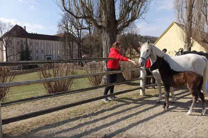Besonders die 18 Stutfohlen und fünf kleinen Hengste haben es den Sportlern angetan.