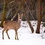 Ein Reh im Schnee | Im Bezirk Spittal wurden bisher 3469 Stück Rehwild erlegt