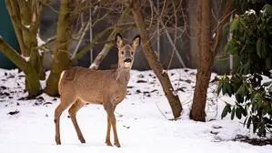 Ein Reh im Schnee | Im Bezirk Spittal wurden bisher 3469 Stück Rehwild erlegt