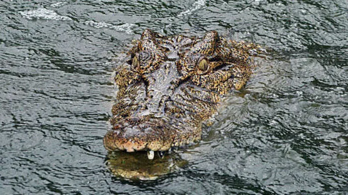Ein drei Meter langes Krokodil macht die Urlauberinsel Phuket unsicher