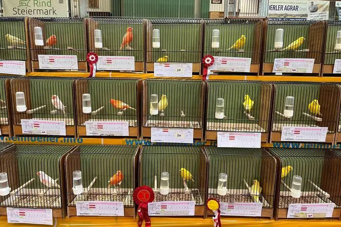 Besonders Kinder freuten sich über die flauschigen Kaninchen und das bunte Federvieh.
