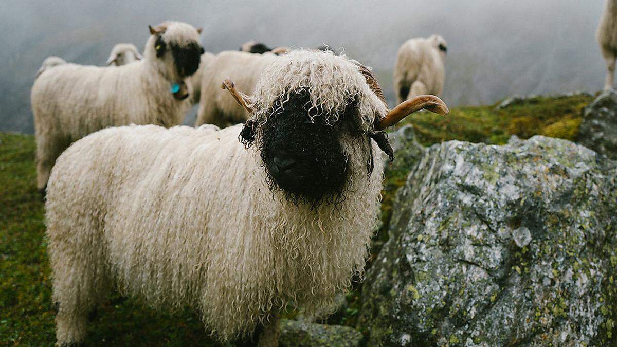 Schwarze Maske, weiße Dauerwelle: Die weiche Wolle der Schwarznasenschafe ist gefragt 