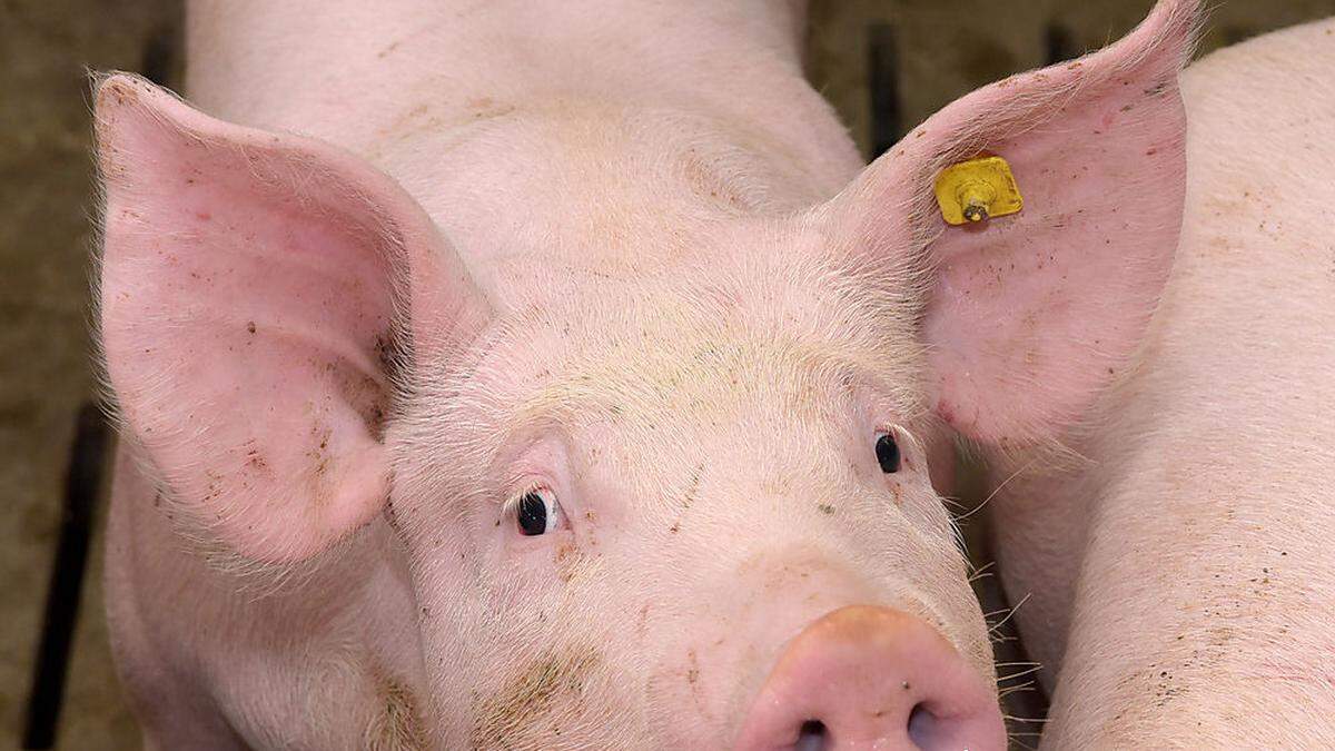 Schweinezucht kaum kostendeckend