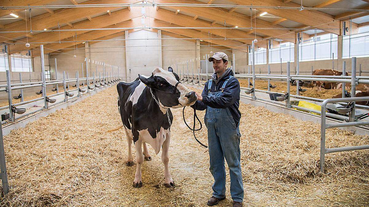 Die besten Milch gebenden Kühe werden in der Rinderzuchthalle in Traboch gekürt