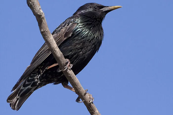 Der Star wurde von BirdLife Österreich und dem Naturschutzbund Deutschland (NABU) zum "Vogel des Jahres" gekürt. Aus der Entfernung ist er recht unscheinbar, bei näherer Betrachtung sieht man allerdings sein Gefieder prächtig metallisch glänzen. Er kommt in Städten genauso wie auf dem Land vor, doch geeignete Lebensräume mit Brutmöglichkeiten und passender Nahrung sind vor allem durch die intensive Landwirtschaft im Schwinden. 