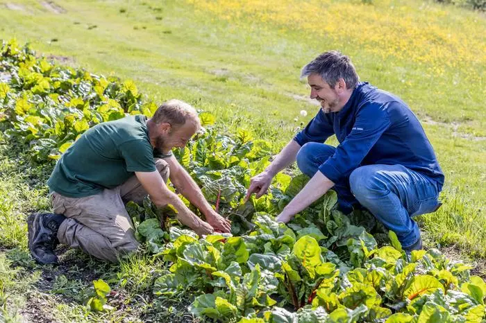 Stefan Bachmann vom Hof Kunz mit seiner Gemüsevielfalt versorgt Ressi auch mit Raritäten wie Mangold