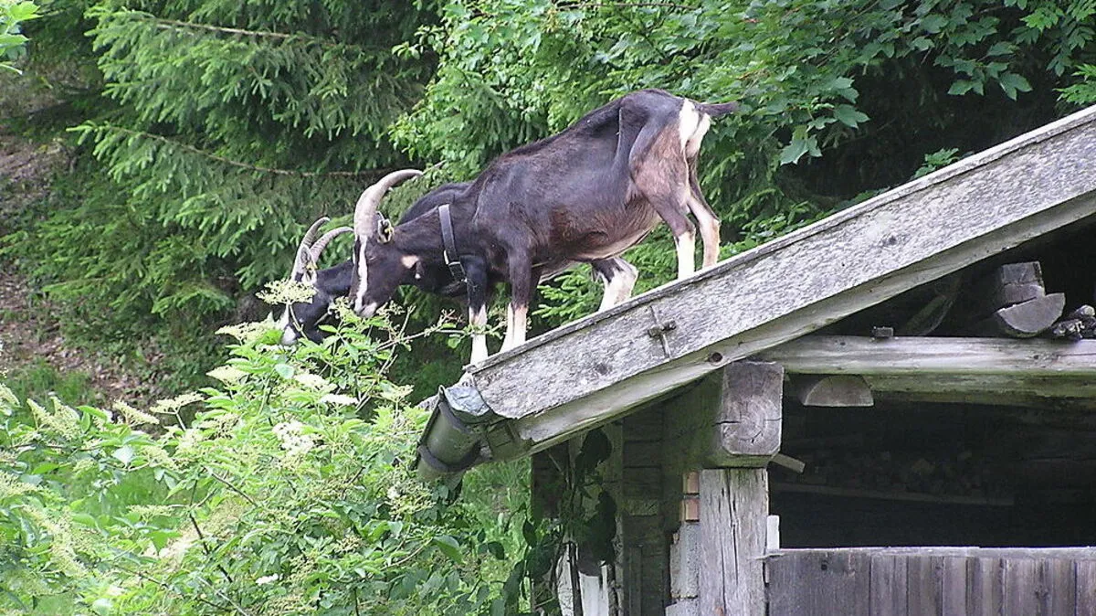 Bei der Ausstellung stehen gefährdete Nutztierrassen im Vordergrund