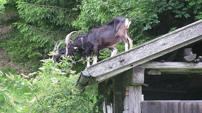 Bei der Ausstellung stehen gefährdete Nutztierrassen im Vordergrund