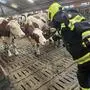 Für die nicht betroffenen Tiere gab es von den Einsatzkräften zusätzlich noch Streicheleinheiten