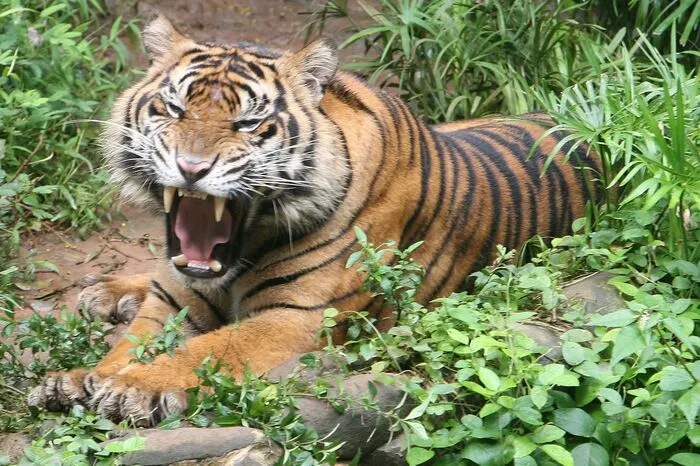 Der Sumatra-Tiger. Wilderei und Abholzung bedrohen dieses stolze Geschöpf: Der bis zu 2 Meter große Fleischfresser ist nur noch mit 350 Exemplaren weltweit vertreten.